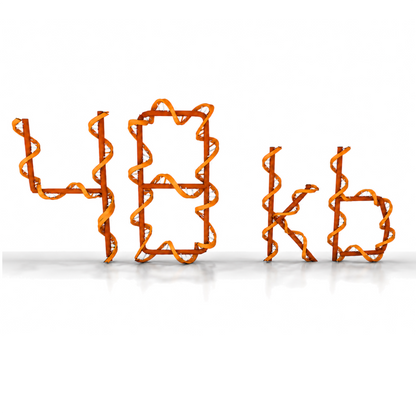 Scaffold ssDNA - 48kb