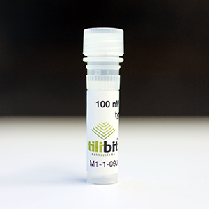 Single-stranded scaffold DNA - orthogonal, type CS3-L