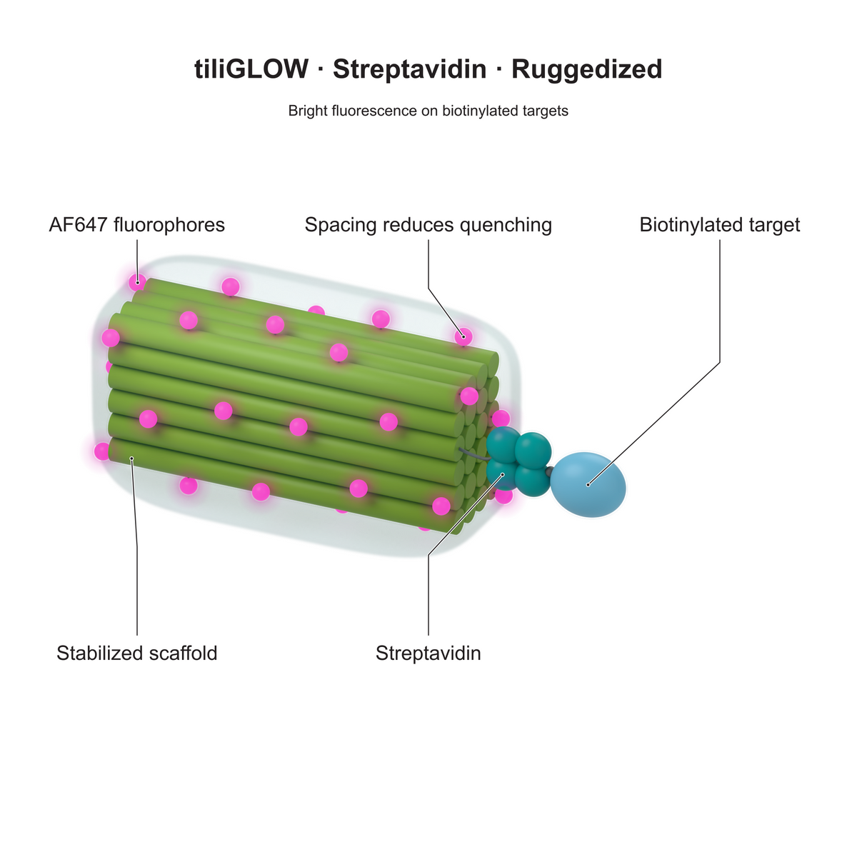 tiliGLOW Streptavidin Ruggedized: Bright fluorescence on biotinylated targets. Explanatory illustration.