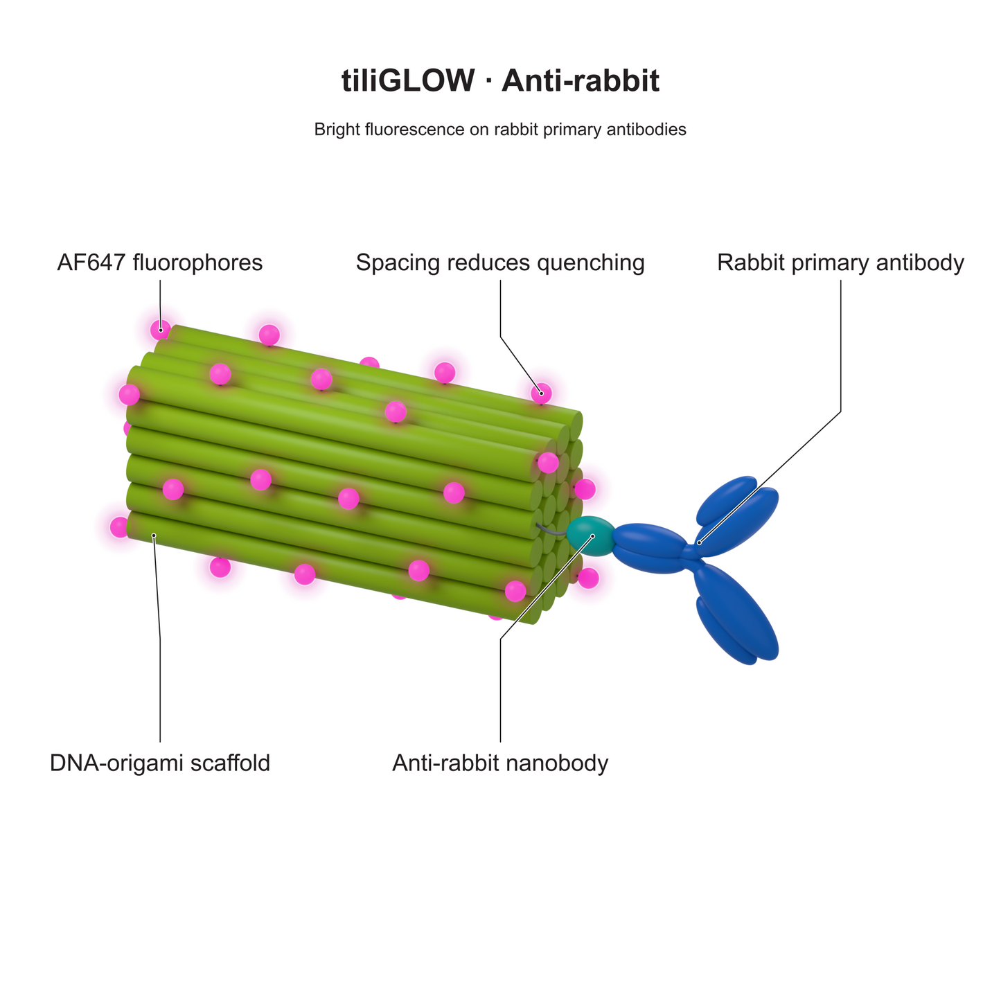 tiliGLOW Anti-rabbit: Bright fluorescence on rabbit primary antibodies. Explanatory illustration.