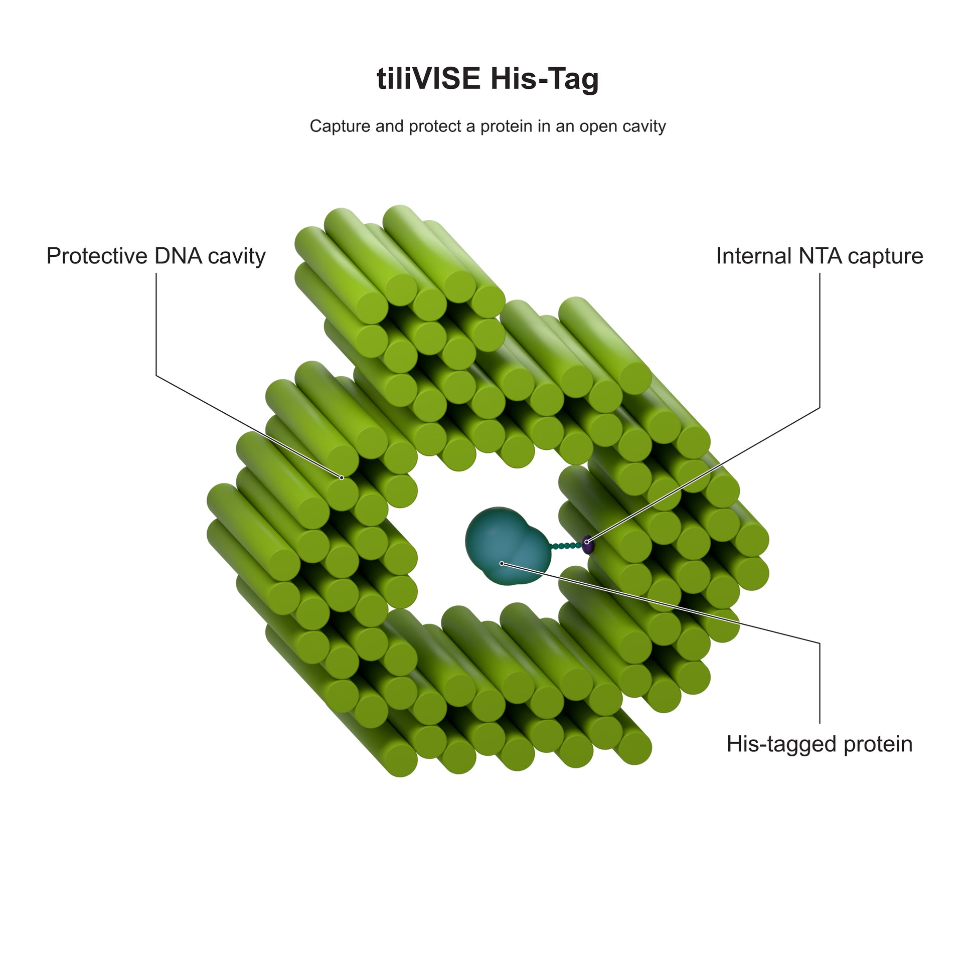 tiliVISE His-Tag: Capture and protect a protein in an open cavity. Explanatory illustration.