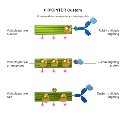 tiliPOINTER Custom: Choose gold size, arrangement and targeting moiety. Explanatory illustration.