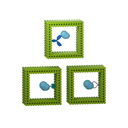 tiliVISE Custom: Choose an internal capture moiety. Conceptual product illustration.