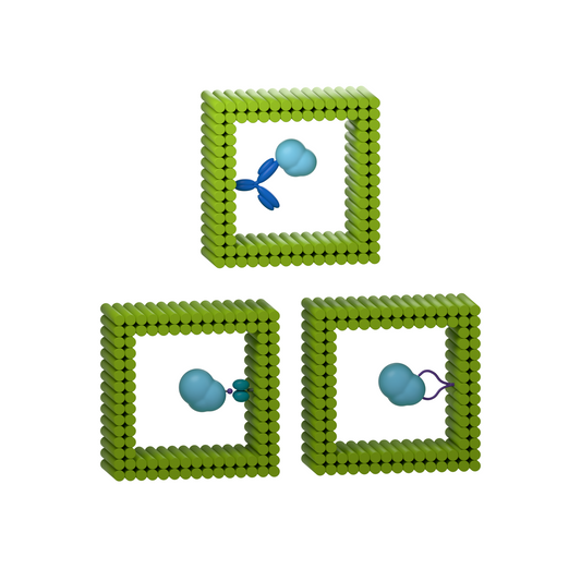tiliVISE Custom: Choose an internal capture moiety. Conceptual product illustration.