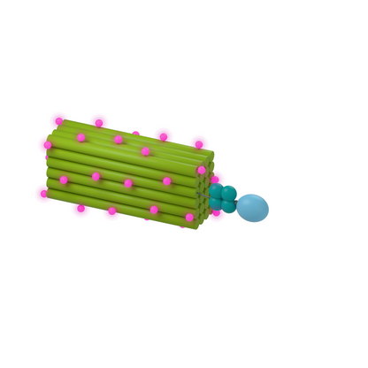 tiliGLOW Streptavidin: Bright fluorescence on biotinylated targets. Conceptual product illustration.