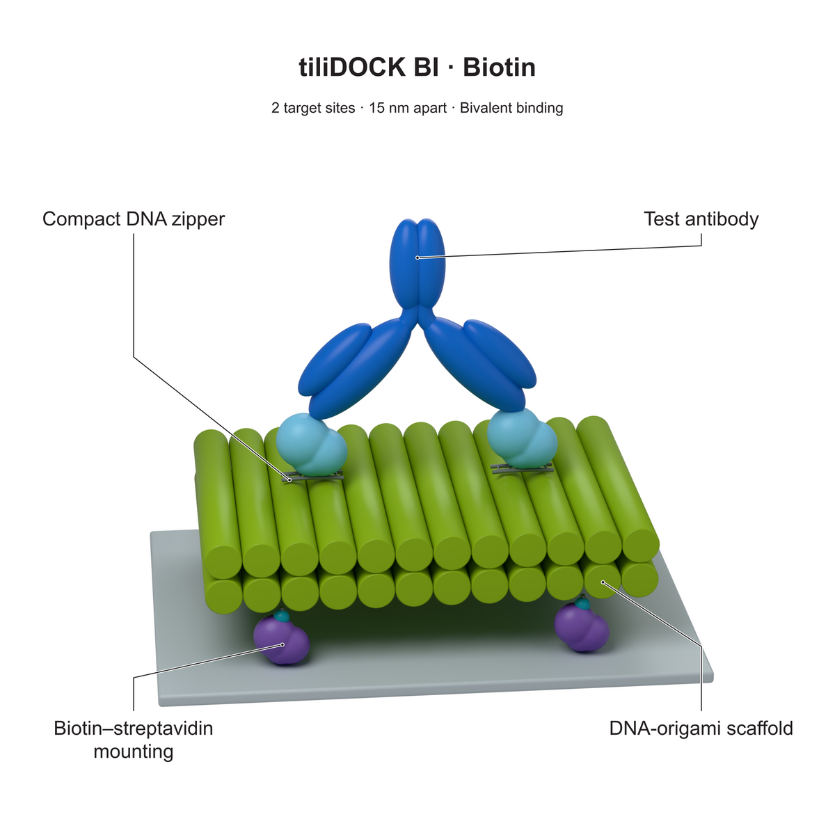 tiliDOCK BI Biotin: 2 target sites · 15 nm apart · Bivalent binding. Explanatory illustration.