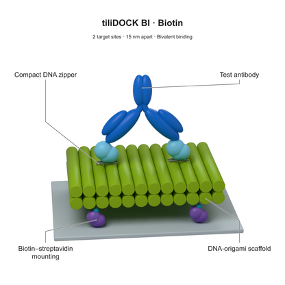 tiliDOCK BI Biotin: 2 target sites · 15 nm apart · Bivalent binding. Explanatory illustration.