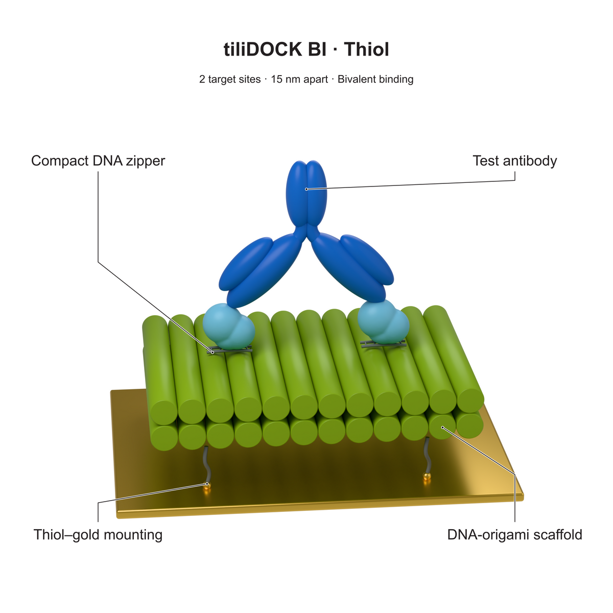 tiliDOCK BI Thiol: 2 target sites · 15 nm apart · Bivalent binding. Explanatory illustration.