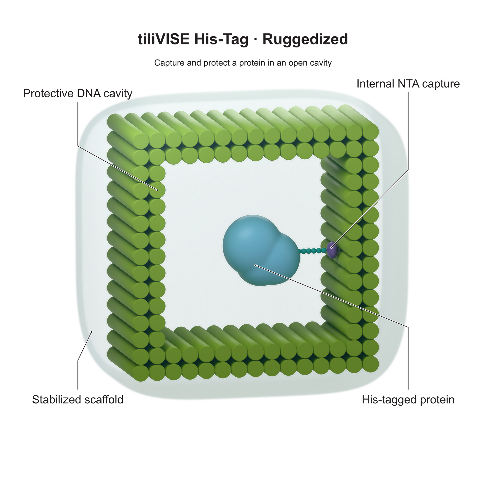 tiliVISE His-Tag Ruggedized: Capture and protect a protein in an open cavity. Explanatory illustration.