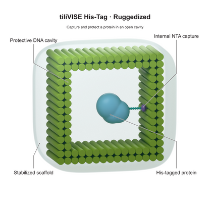 tiliVISE His-Tag Ruggedized: Capture and protect a protein in an open cavity. Explanatory illustration.