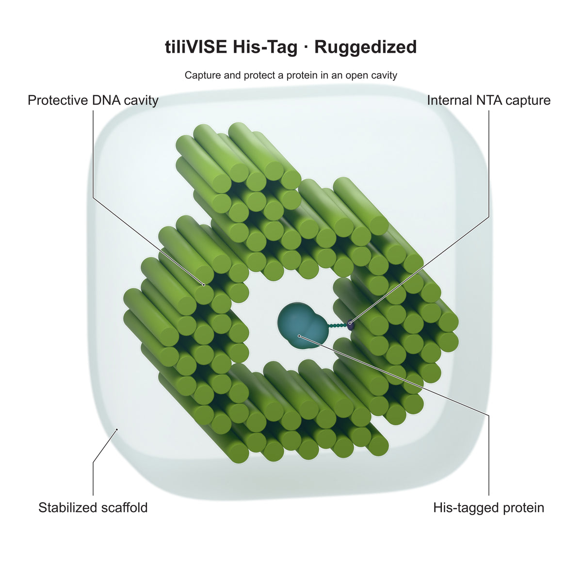 tiliVISE His-Tag Ruggedized: Capture and protect a protein in an open cavity. Explanatory illustration.