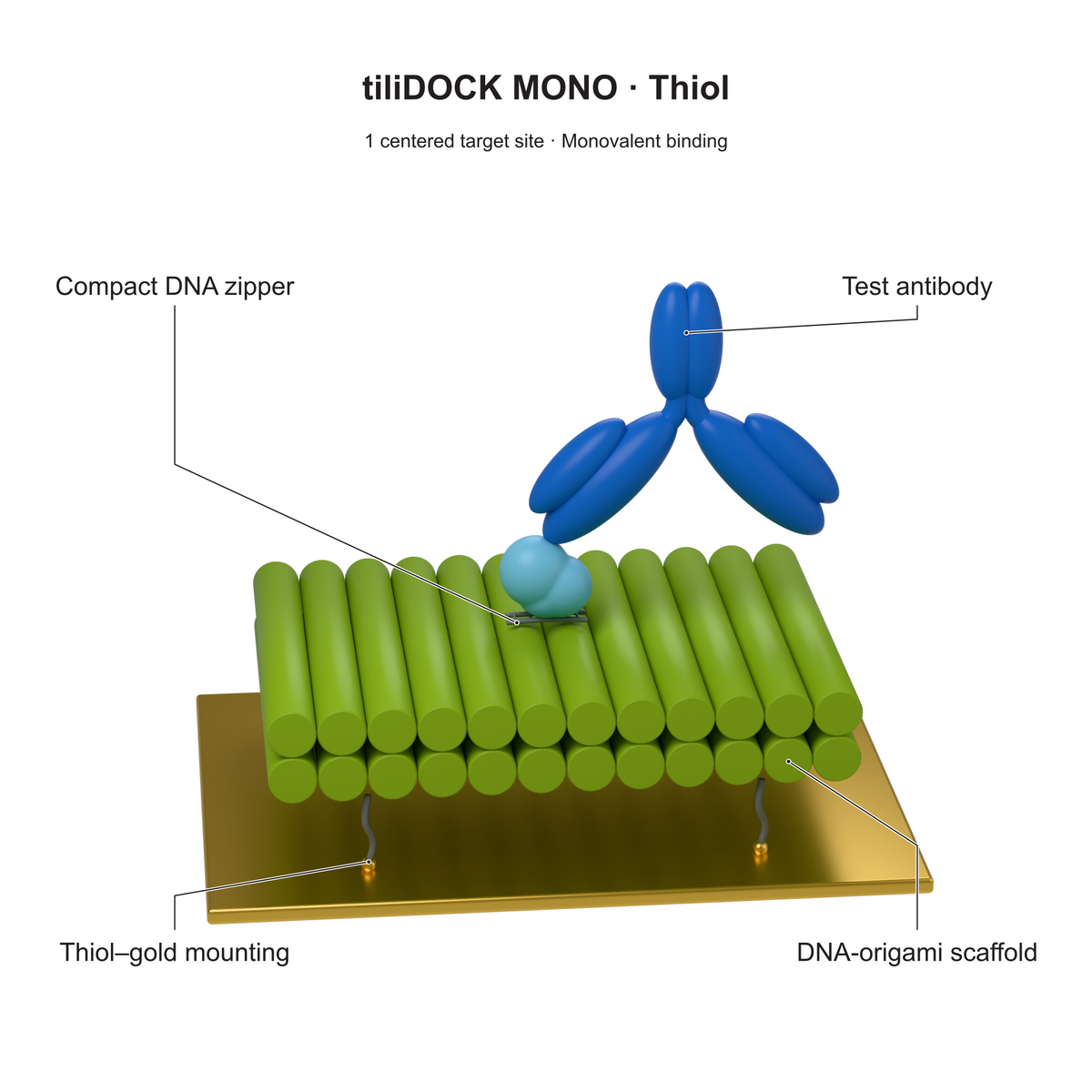 tiliDOCK MONO Thiol: 1 centered target site · Monovalent binding. Explanatory illustration.