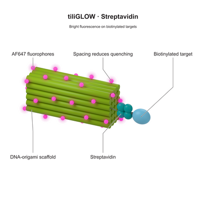 tiliGLOW Streptavidin: Bright fluorescence on biotinylated targets. Explanatory illustration.