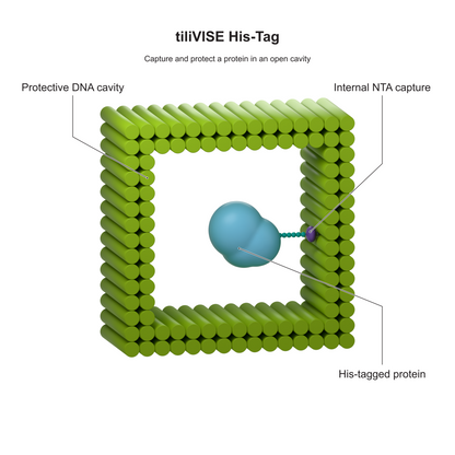 tiliVISE His-Tag: Capture and protect a protein in an open cavity. Explanatory illustration.