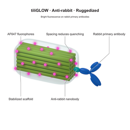 tiliGLOW Anti-rabbit Ruggedized: Bright fluorescence on rabbit primary antibodies. Explanatory illustration.