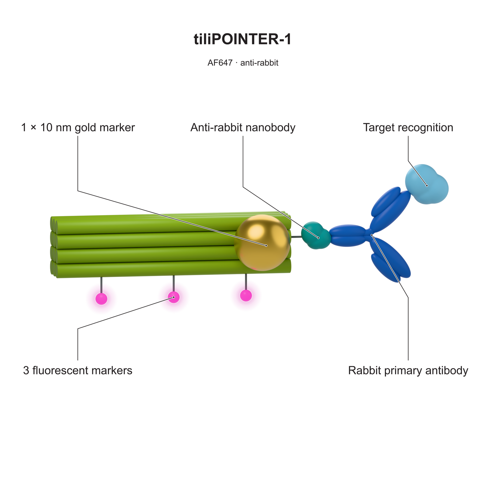 tiliPOINTER-1: AF647 · anti-rabbit. Explanatory illustration.