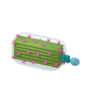 tiliGLOW Streptavidin Ruggedized: Bright fluorescence on biotinylated targets. Conceptual product illustration.