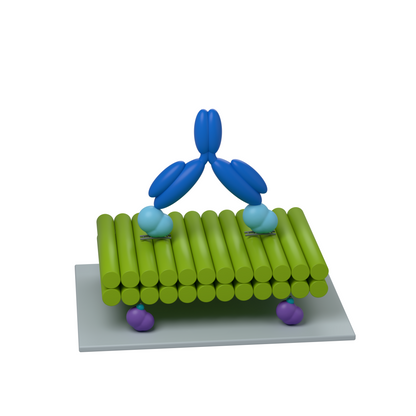 tiliDOCK BI Biotin: 2 target sites · 15 nm apart · Bivalent binding. Conceptual product illustration.