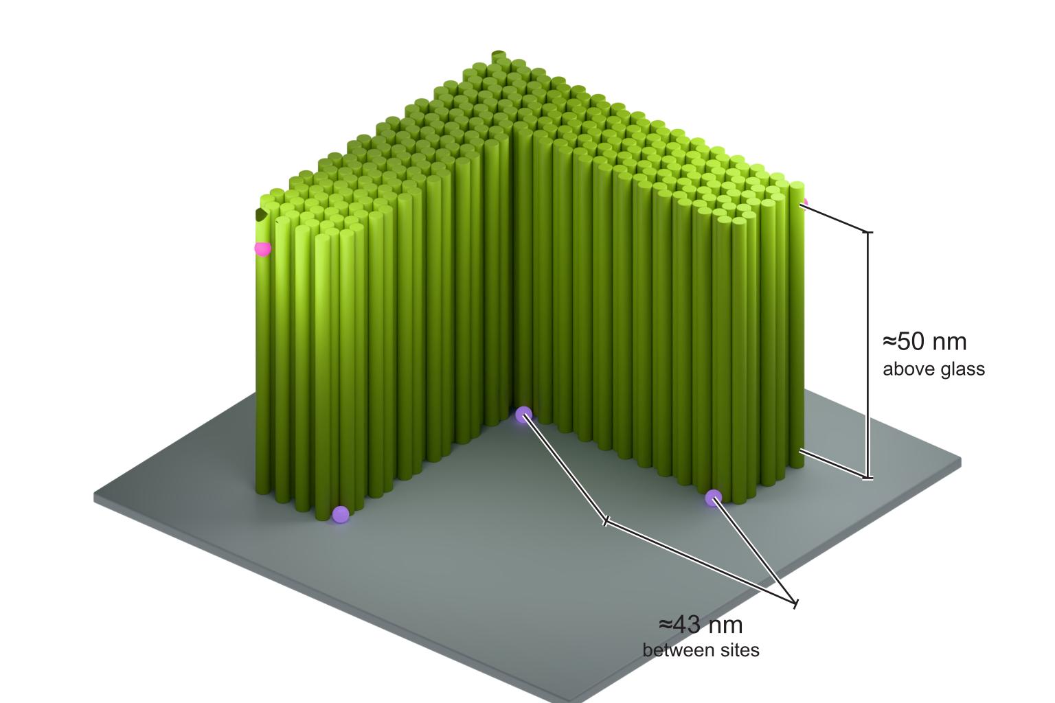 Three-dimensional L-shaped tiliGRID-Z reference on glass, with approximately 50 nm height and 43 nm between selected labeling sites.